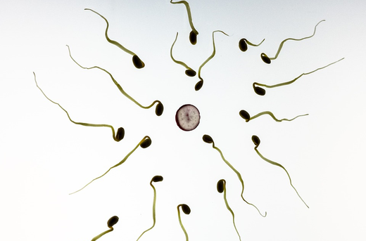 What You Should Do to Improve Sperm Count, Quality, and Motility