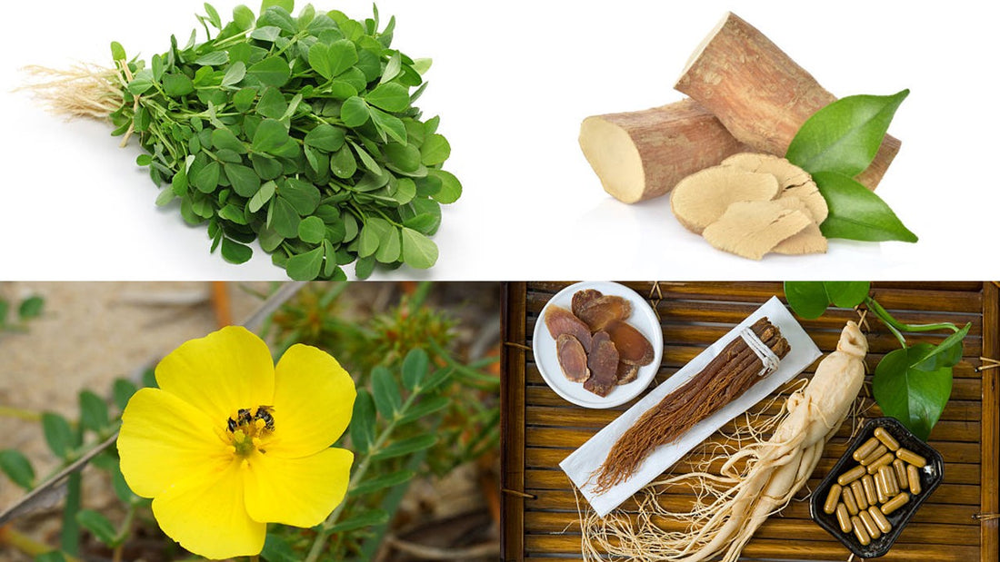 Herbs for Boosting Testosterone Production