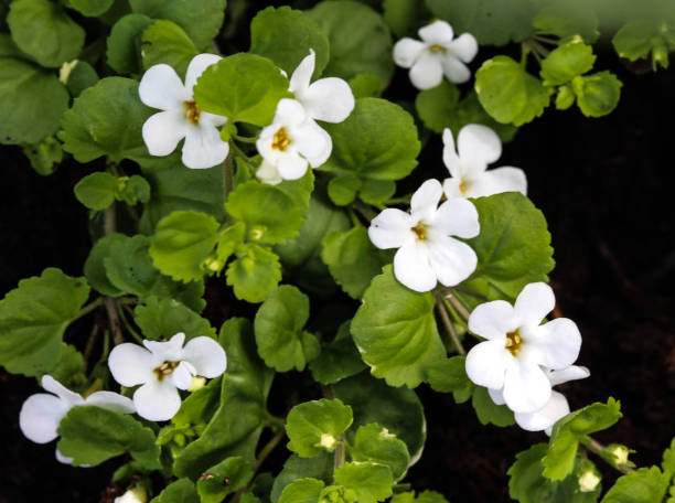 Bacopa Benefits: A Natural Herb for boosting brain health and memory