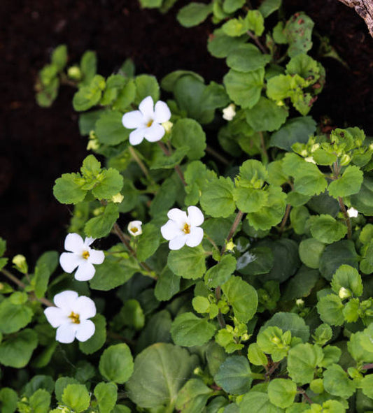 What Are Bacopa's Side Effects?