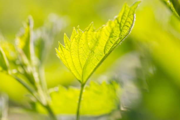 What Are Stinging Nettle Side Effects?