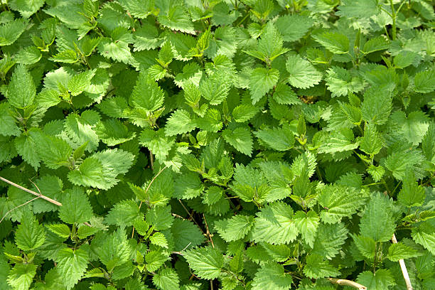 What are the Benefits of Stinging Nettle?